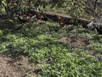 Chickens — फ़ोटो 2
