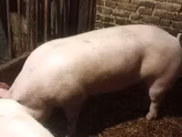 Schweine (Partie, Geschlecht nicht angegeben) — Foto 1