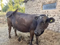 गाय, Swiss cattle — फ़ोटो 4