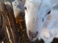 Ziegenbock, Ziegen — Foto 2