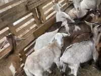 Ziegenbock, Ziegen — Foto 3