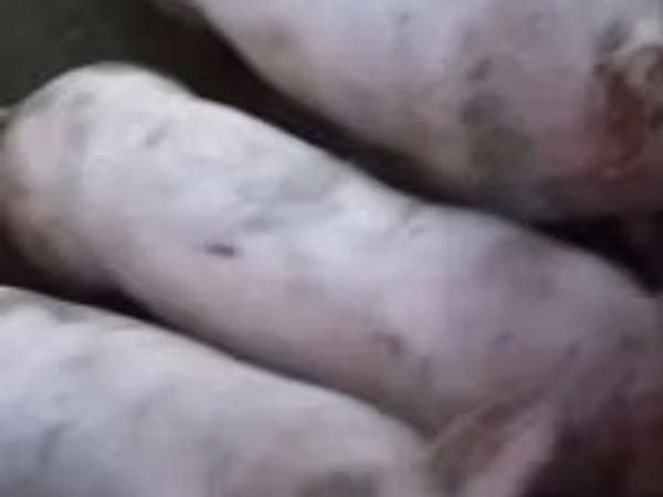 Eber, Schweine