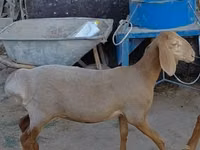 Schaf, Arashan sheep — Foto 3