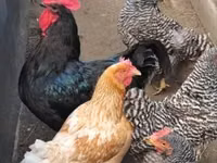 Chickens — फ़ोटो 4