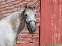 Hengst, Tennessee Walking Horse — Foto 4