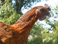 Chickens — फ़ोटो 7