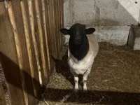 Schaf, Dorper sheep — Foto 2