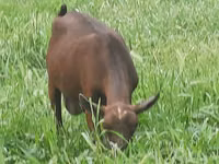 母山羊, Irish goat — 照片 8