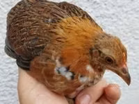 Chickens — foto 3