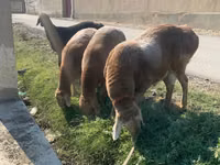 绵羊（批次，未指定性别）, Arashan sheep — 照片 4