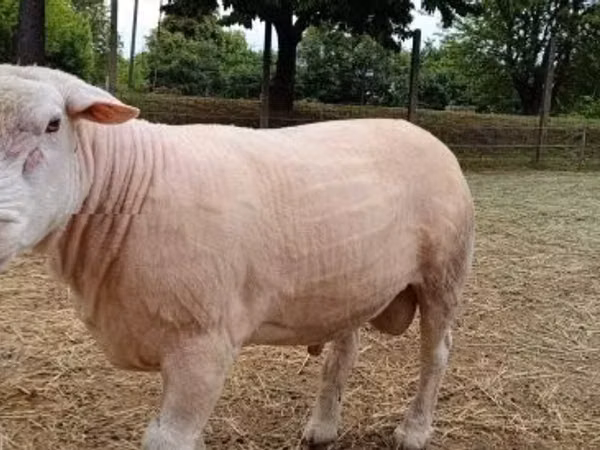 Ram, Sheep