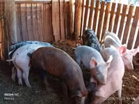 Eber, Schweine — Foto 3
