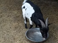 Ziegenbock, Nigerian dwarf goats — Foto 2