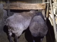 Sheep, Adal sheep — photo 2