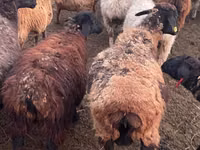 Widder, Kazakh fat-tailed coarsewool sheep — Foto 2