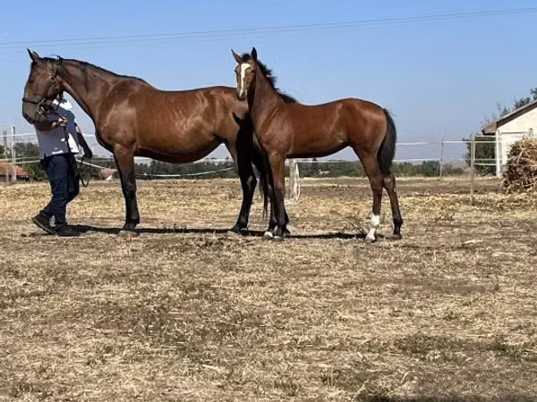 母马, Nonius horse