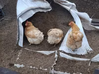 Chickens — photo 3
