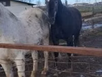 حصان, Lipizzaner — الصورة 2