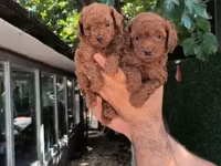 Məhsul: Toy pudel balaları • Növ: Toy Poodle (miniatür) • Mənşə — फ़ोटो 3