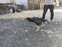 Malay Game — Foto 4