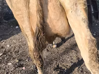 गाय, Swiss cattle — फ़ोटो 8