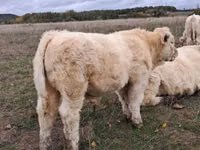 Toro, Charolais cattle — foto 4