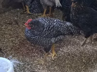 Chickens — फ़ोटो 1