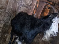 عنزة, Kamori goats — الصورة 2