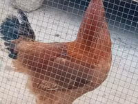 Chickens — photo 3
