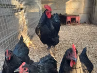 Australorp — photo 5