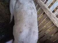 Säue, Schweine — Foto 2