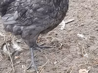 Australian Pit Game fowl — Foto 8