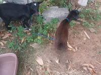 Ziege, American pygmy goats — Foto 4