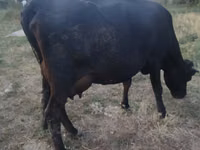 母牛, Red Polled Cow — 照片 3