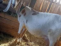 Ziegenbock, Kamori goats — Foto 4