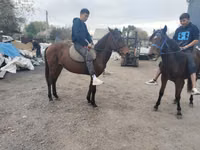 حصان, Thoroughbred horse — الصورة 1
