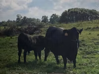 Kuh, Swiss cattle — Foto 1