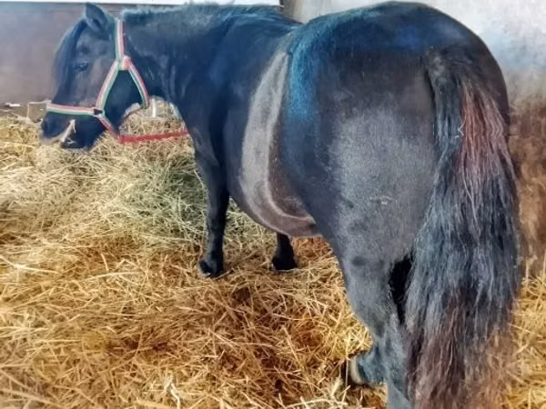 فرس, American shetland pony