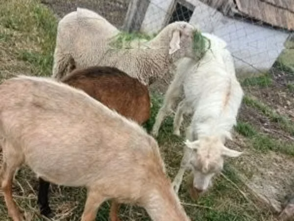 Ram, Merino sheep