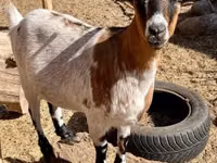 Ziegenbock, Dutch Landrace goats — Foto 5