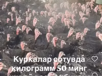 الدجاجة السلوفينية الفضية — الصورة 3