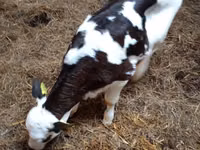 Kuh, Russian Black pied cattle — Foto 3