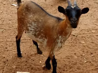 ماعز (دفعة، الجنس غير محدد), الماعز — الصورة 1