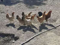 Chickens — फ़ोटो 3