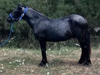 Horse (M), Dutch warmblood horse — photo 1