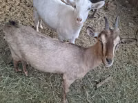 Ziegenbock, Russian White goat — Foto 1