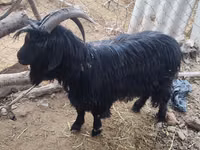 Ziege, Dagestan coarsewool goat — Foto 2