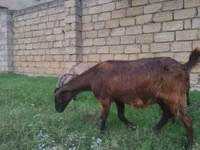 Ziege, Alpine goat — Foto 1