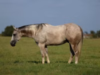 Horse (M), Quarter Horse — photo 1