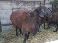 Ram, Sheep — photo 4